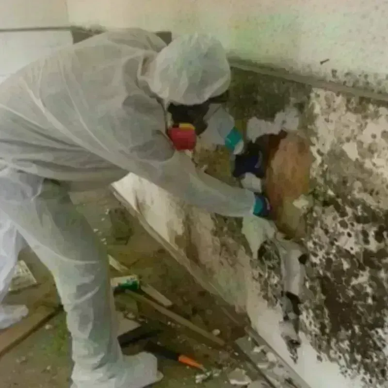 Mold Remediation and Removal in Kennedy, CA